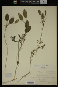 Potamogeton gramineus image