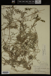 Potamogeton gramineus image