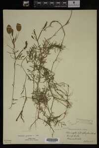 Potamogeton gramineus image