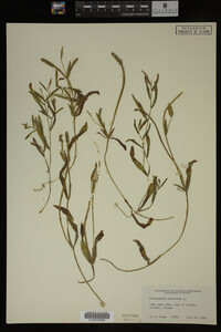 Potamogeton gramineus image