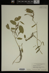 Potamogeton gramineus image