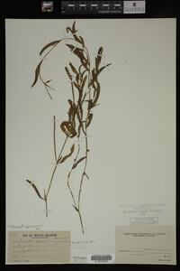 Potamogeton gramineus image