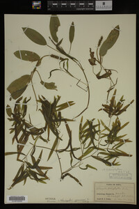 Potamogeton gramineus image