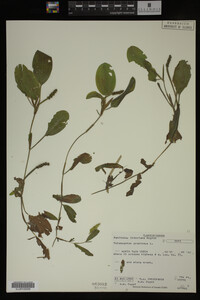 Potamogeton gramineus image