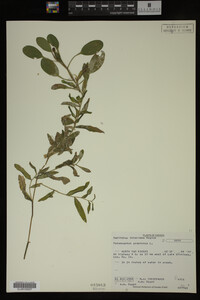Potamogeton gramineus image