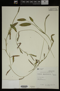 Potamogeton gramineus image