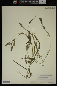 Potamogeton gramineus image