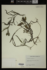 Potamogeton gramineus image