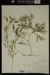 Potamogeton gramineus image