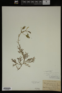 Potamogeton gramineus image