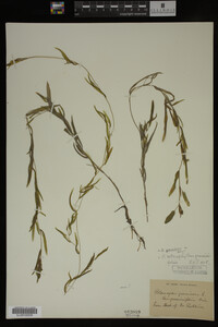 Potamogeton gramineus image