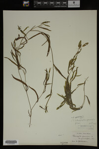Potamogeton gramineus image