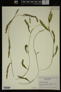 Potamogeton gramineus image