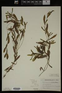 Potamogeton gramineus image