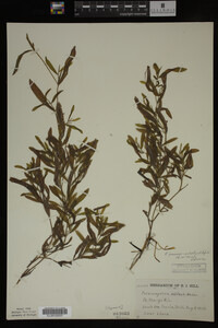 Potamogeton gramineus image