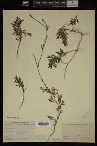 Potamogeton gramineus image