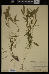 Potamogeton gramineus image