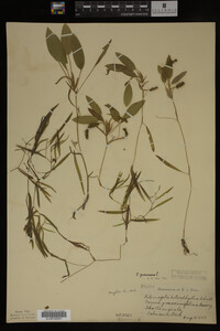 Potamogeton gramineus image
