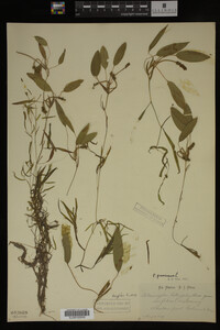 Potamogeton gramineus image