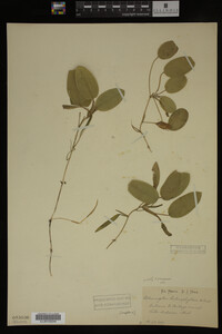 Potamogeton gramineus image