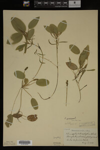 Potamogeton gramineus image