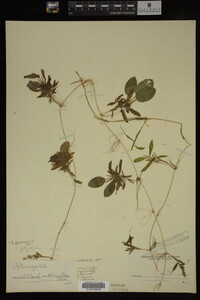 Potamogeton gramineus image