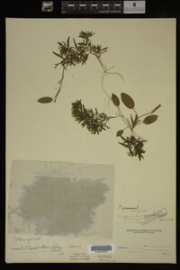 Potamogeton gramineus image