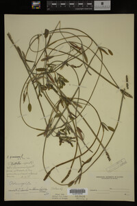 Potamogeton gramineus image