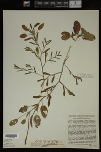 Potamogeton gramineus image