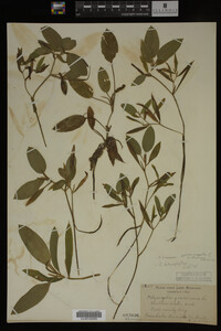 Potamogeton gramineus image