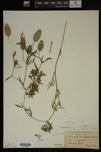 Potamogeton gramineus image