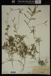 Potamogeton gramineus image