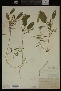Potamogeton gramineus image
