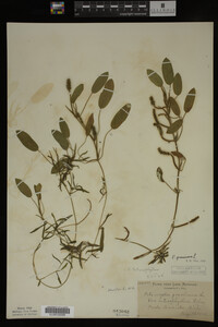 Potamogeton gramineus image