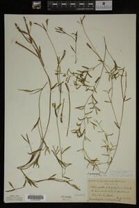Potamogeton gramineus image