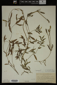 Potamogeton gramineus image