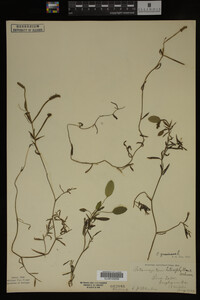 Potamogeton gramineus image