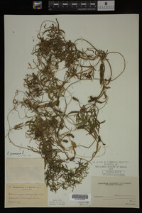 Potamogeton gramineus image