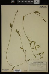 Potamogeton gramineus image