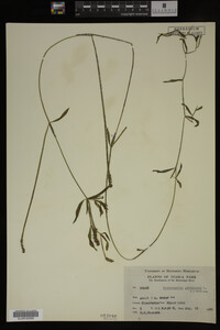 Potamogeton gramineus image