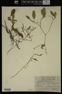 Potamogeton gramineus image