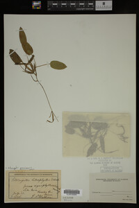 Potamogeton gramineus image