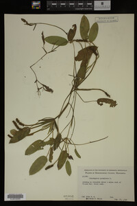 Potamogeton gramineus image