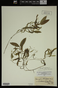 Potamogeton gramineus image