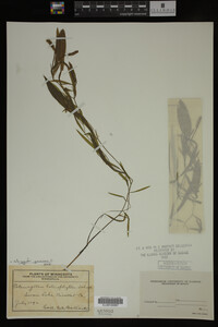 Potamogeton gramineus image