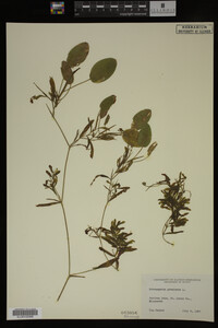 Potamogeton gramineus image