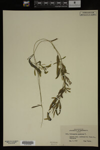 Potamogeton gramineus image