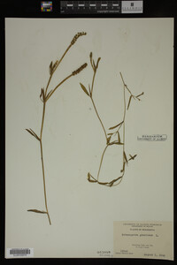 Potamogeton gramineus image