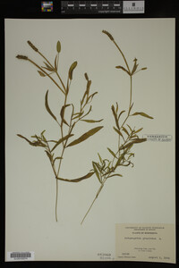 Potamogeton gramineus image