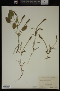 Potamogeton gramineus image